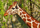 75295 Tierwelt - Giraffe