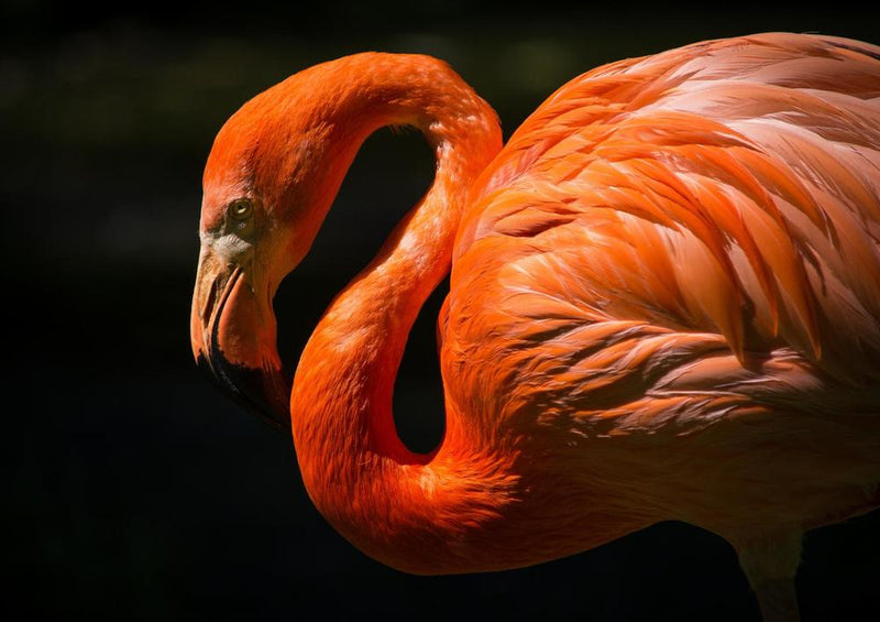 21252 Tierwelt - Flamingos
