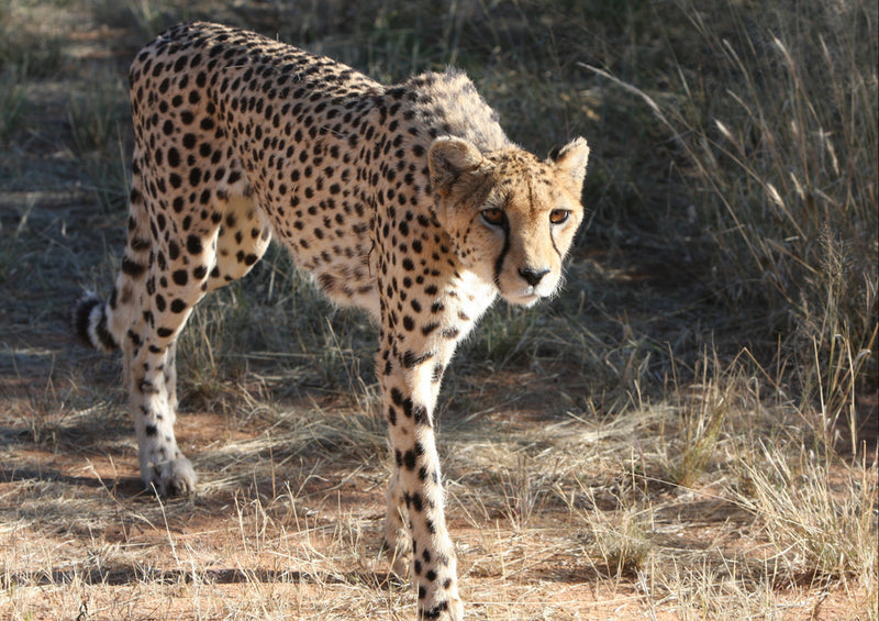 82397 Tierwelt - Gepard