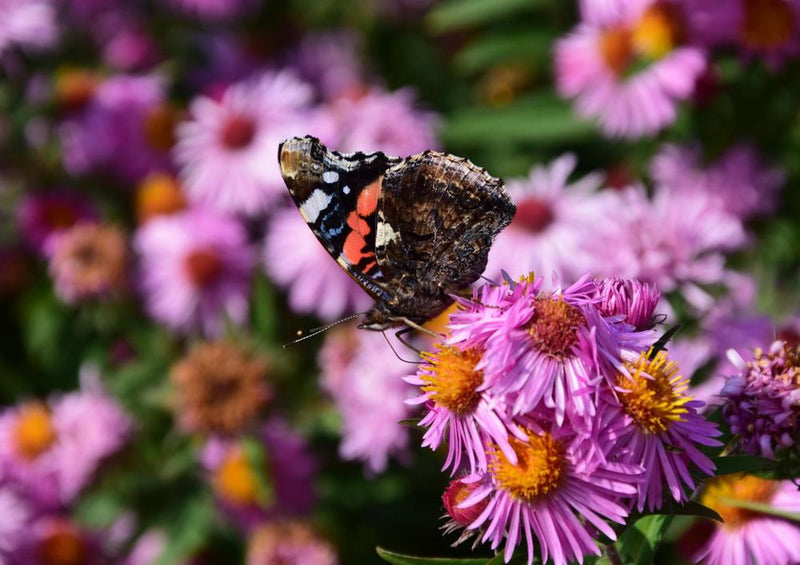 18613 Tierwelt - Schmetterling