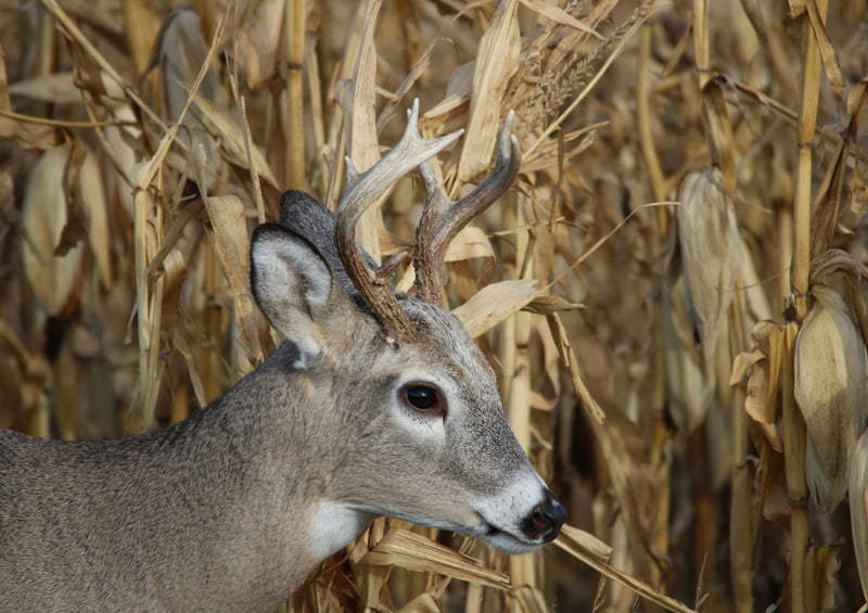 34981 Natur - Hirsch