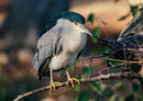30647 Tierwelt - Vogel
