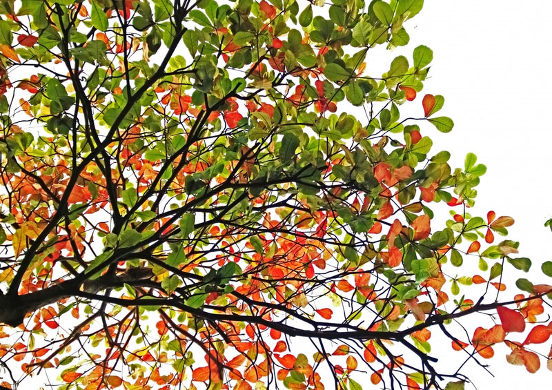 43535 Natur - Herbstblätter