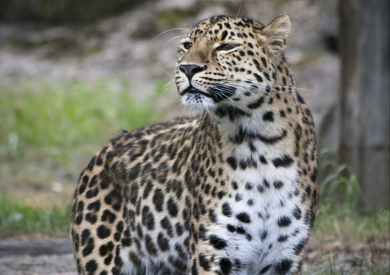 74446 Tierwelt - Leopard