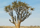 79886 Natur - Namibia