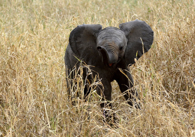 78599 Natur - Elefant