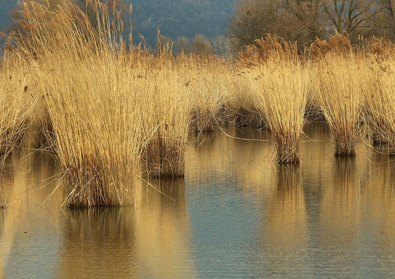 20157 Natur - Schilf im Bodensee