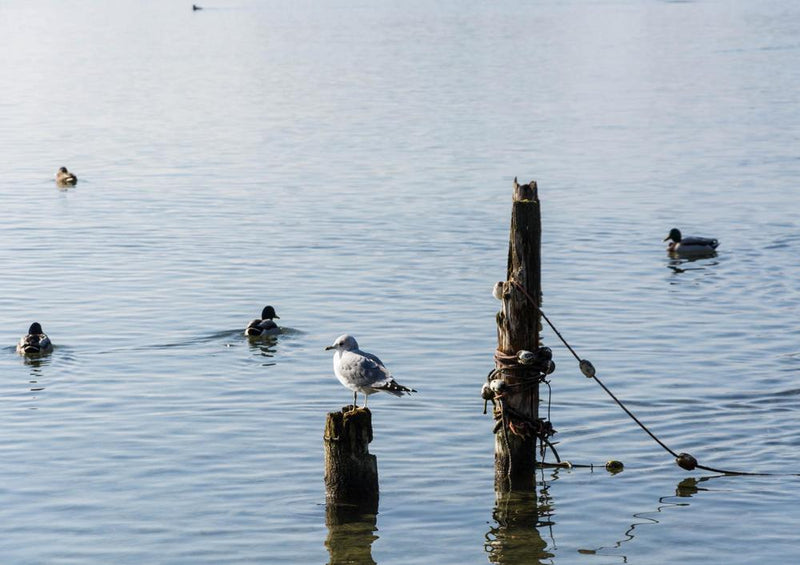 31260 Natur - Traunsee