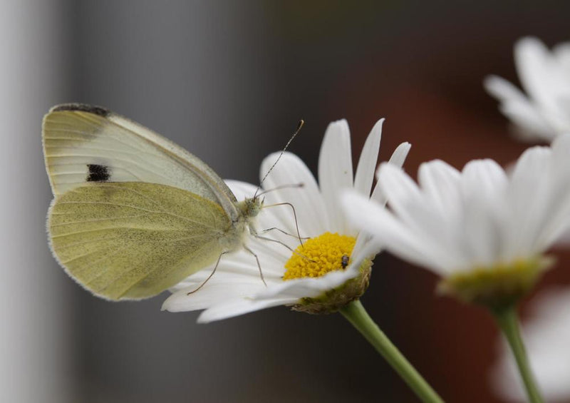 17856 Tierwelt - Schmetterling