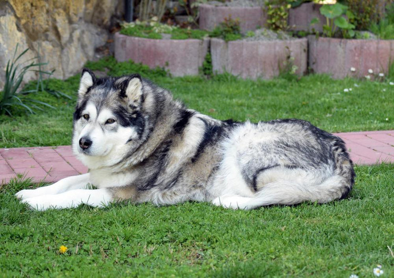 30869 Tierwelt - Huskie