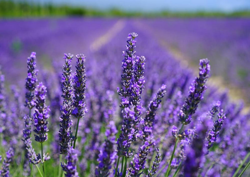 18582 Natur - Lavendel