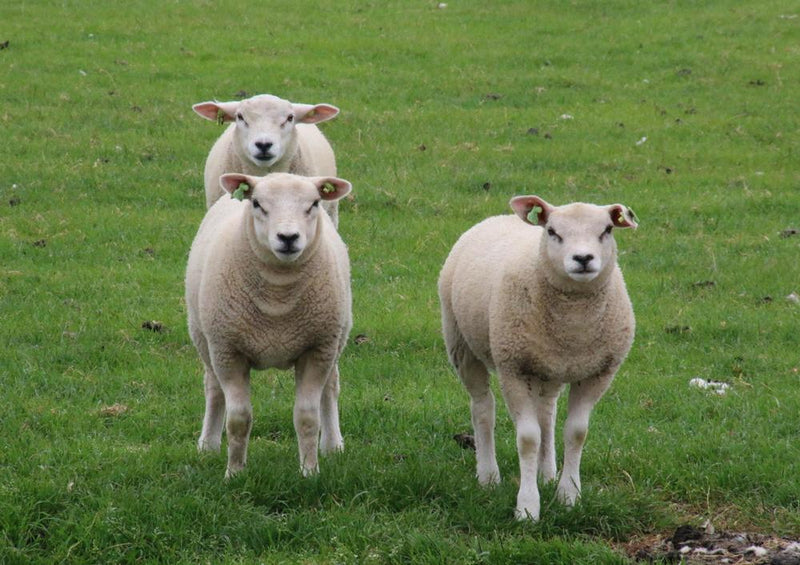 17821 Tierwelt - Schafe auf Weide