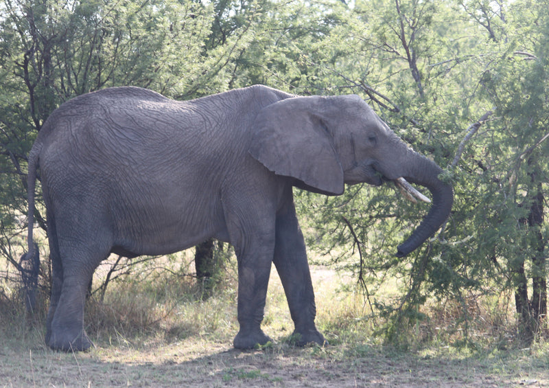 80948 Natur - Elefant