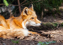 20388 Tierwelt - Fuchs