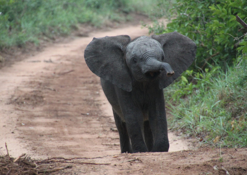 84991 Tierwelt - Junger Elefant