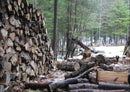 25504 Natur - Holz im Wald