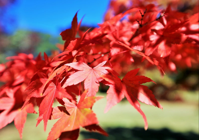 43496 Natur - Herbstfärbung