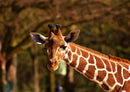 75220 Tierwelt - Giraffe
