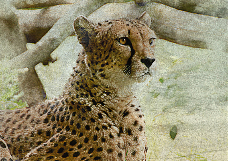 84162 Natur - Gepard