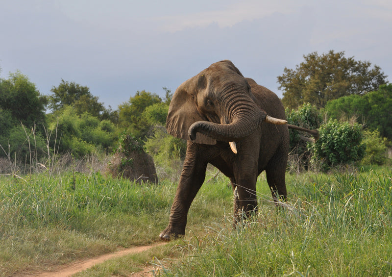 76631 Tierwelt - Afrikanischer Elefant