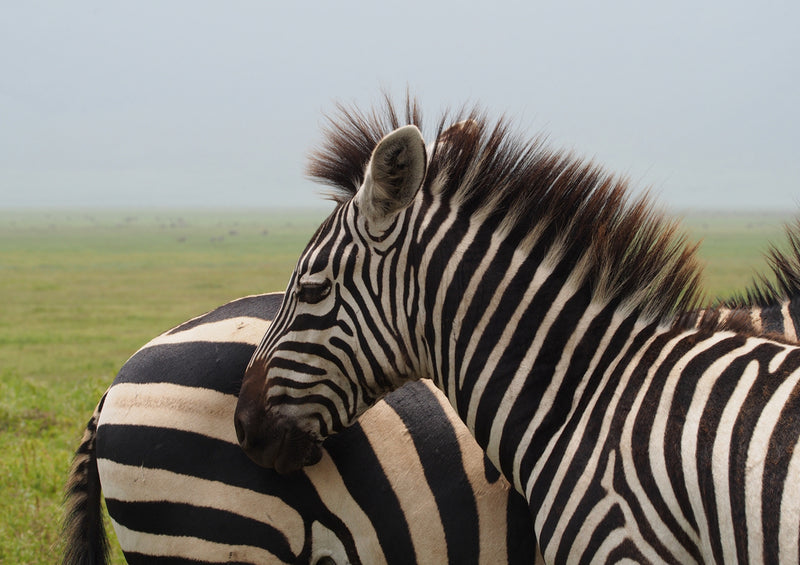 83093 Natur - Zebra