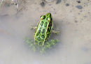 73012 Tierwelt - Frosch
