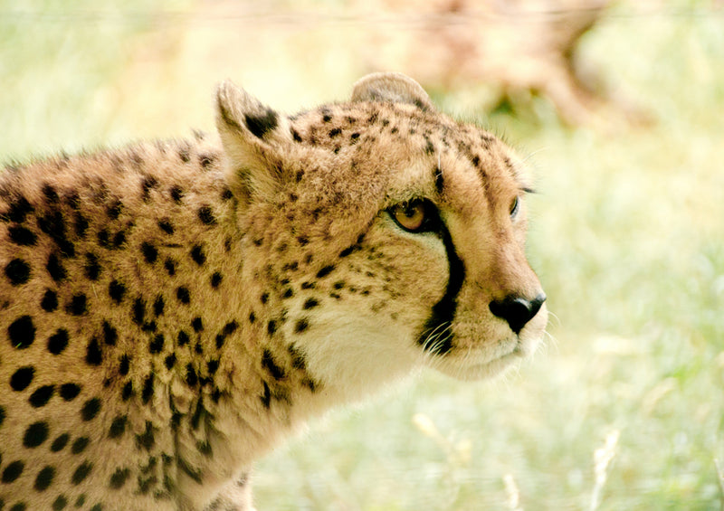 80924 Natur - Gepard