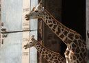 74331 Tierwelt - Giraffe