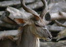 76888 Natur - Antilope