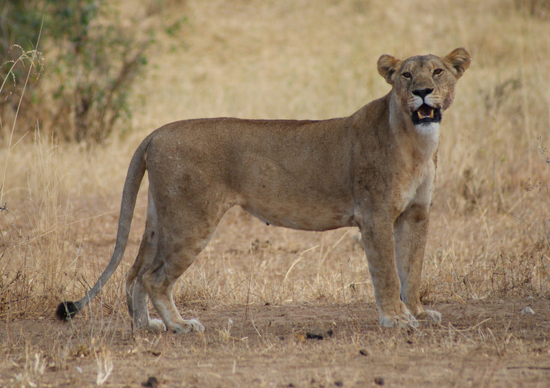 83846 Natur - Löwin