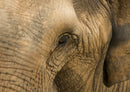 85230 Natur - Elefant