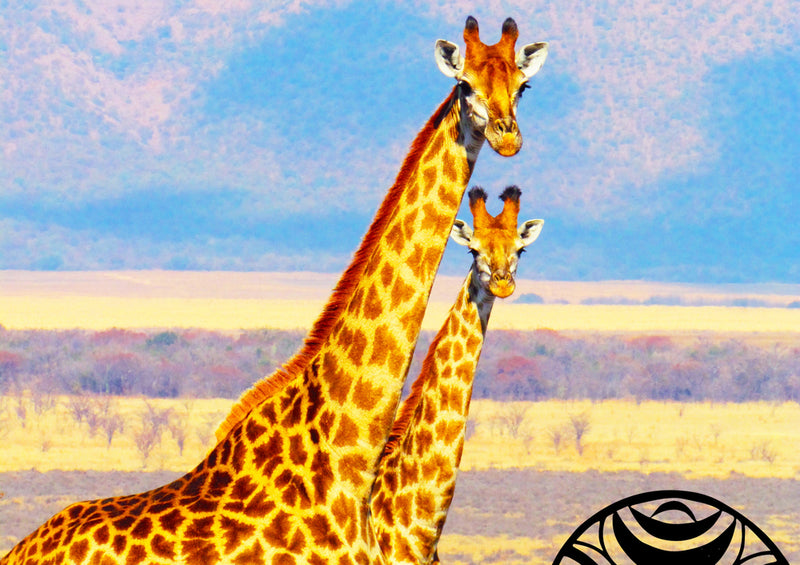 75466 Tierwelt - Giraffen