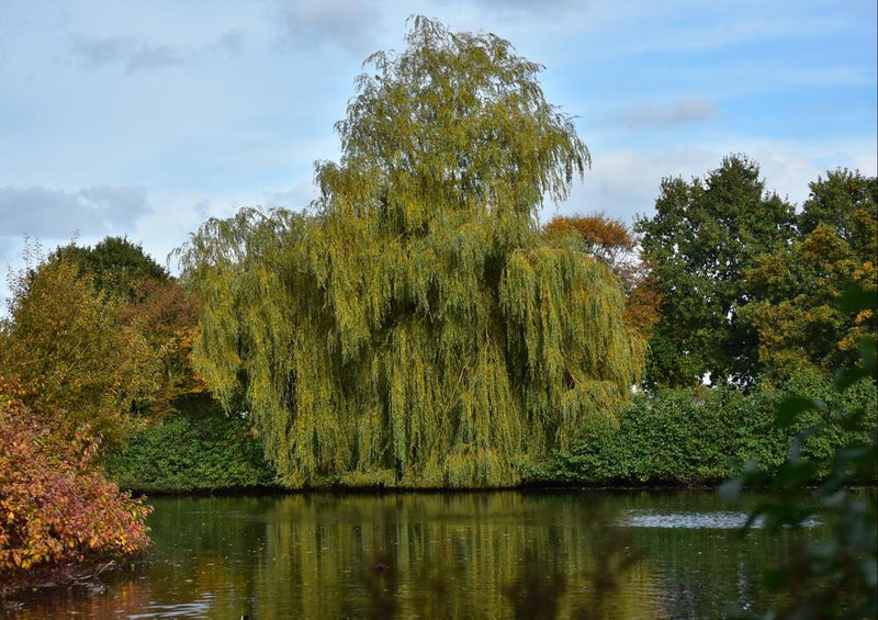 22705 Natur - Baum am Wasser