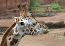 74325 Tierwelt - Giraffe