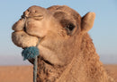 83074 Natur - Kamel