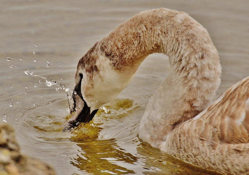 22495 Tierwelt - Schwan