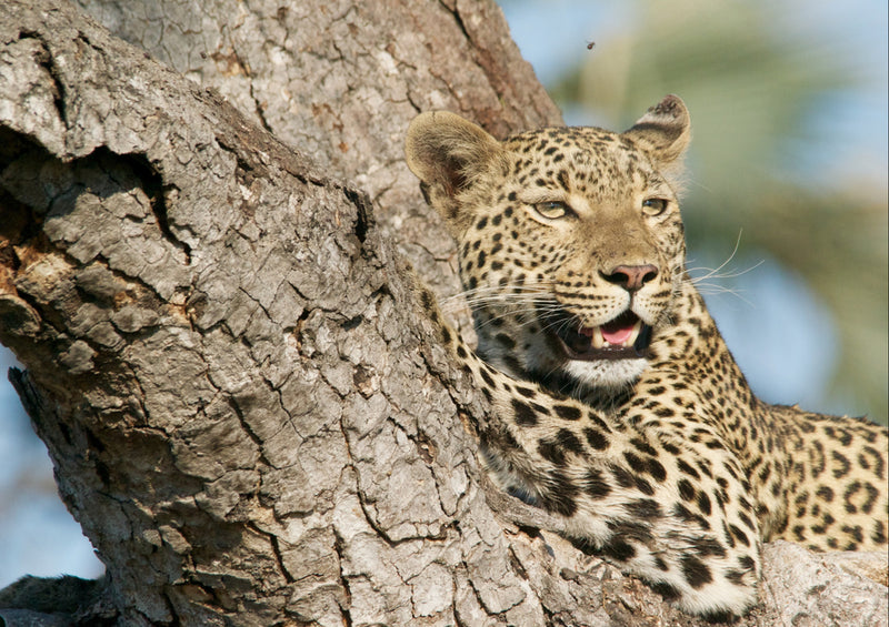 77117 Tierwelt - Leopard