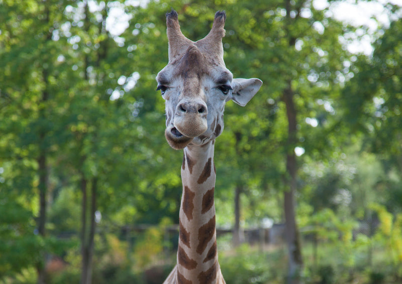 78807 Natur - Giraffe