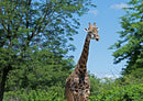 78293 Natur - Giraffe