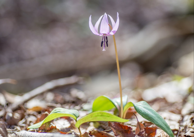 43157 Natur - Blumen