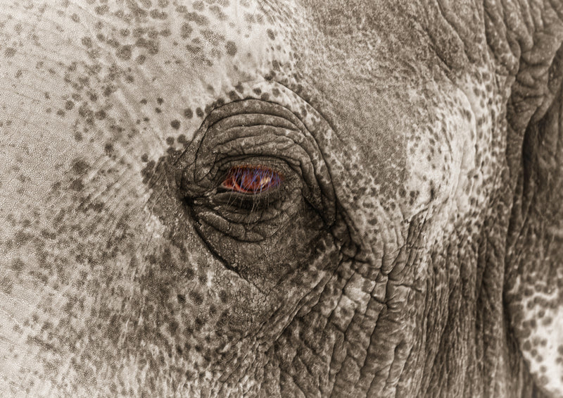 86201 Natur - Elefant