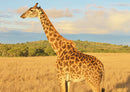 81415 Natur - Giraffe