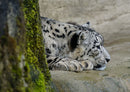 73591 Tierwelt - Leopard