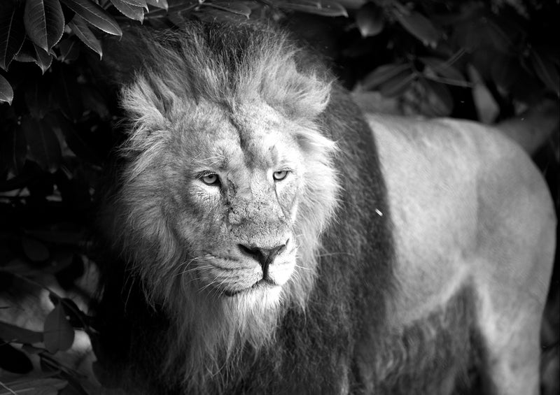 79572 Tierwelt - Der König der Tiere