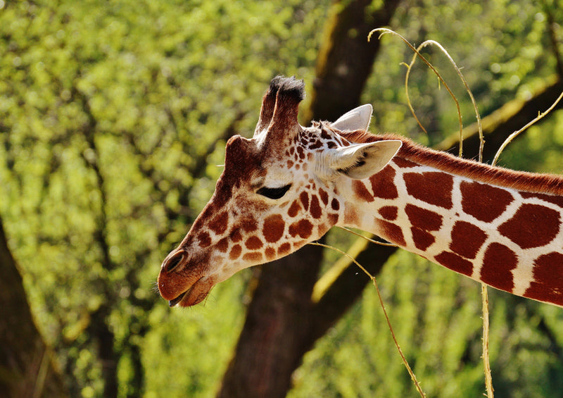 78549 Natur - Giraffe