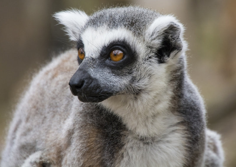 54321 Tierwelt - Lemur