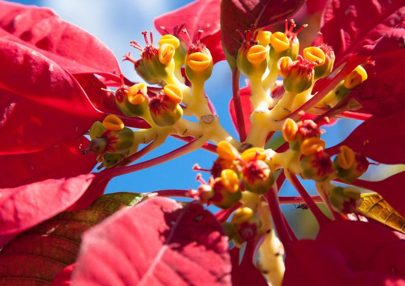 33420 Natur - Euphorbia