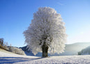 27083 Natur - Winterlandschaft