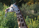 78156 Natur - Giraffe