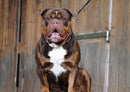 34697 Tierwelt - Englische Bulldogge